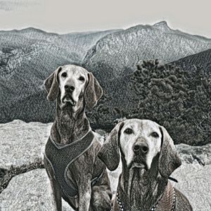 Meet your Posher, Zane